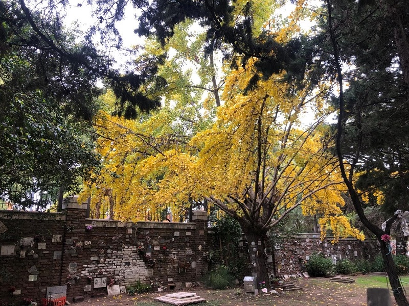 ARBOL DORADO